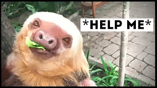 Sloths That Asked People for Help amp Kindness [upl. by Artie]