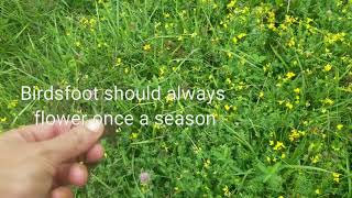 Birdsfoot Trefoil How we seeded an entire pasture for basically FREE [upl. by Gnuy]