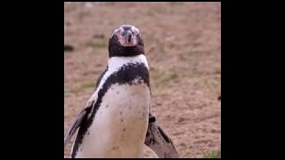 Fun Facts about Penguins  Penguin Awareness Day 2018 [upl. by Rosamond]