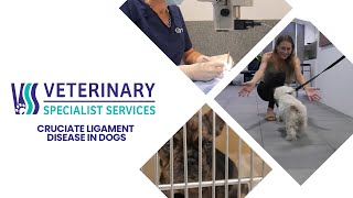 Cruciate Ligament Disease in Dogs  Veterinary Specialist Services [upl. by Brace891]