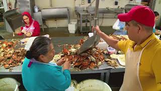 Marylands Oldest Crab Processor  Maryland Farm amp Harvest [upl. by Krefetz]