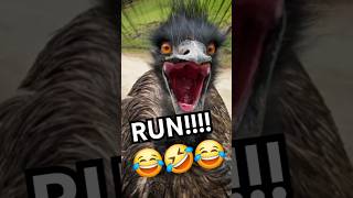 Ostrich attack 😂😂😂 FUNNIEST SHORT VIDEO September 2024 youtubeshort funnyvideo videoshort [upl. by Lyret]