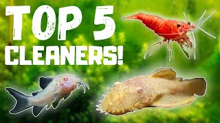 Top 5 BEST Fish Tank Cleaners [upl. by Idolah]