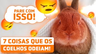 7 COISAS QUE OS COELHOS ODEIAM que fazemos sem pensar [upl. by Lytle354]