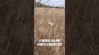 5 Month Old Points Woodcock birddog hunting gundogtraining dog huntingdog deer gundog hunter [upl. by Vere]