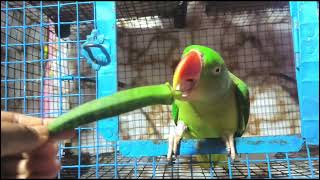 very beautiful parrot🦜❤॥ parrots saying funny things॥❤🦜 how to train a parrot to talk॥ [upl. by Bruni]