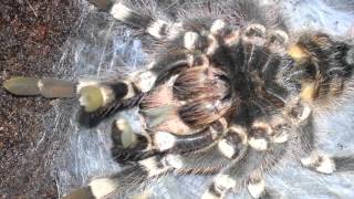 Acanthoscurria geniculata vedlés [upl. by Kery]