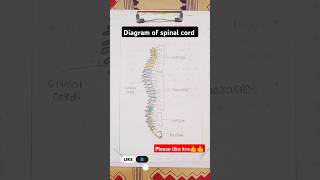 diagram of spinal cord important diagram anatomy diagram educational nursing [upl. by Aisanahta303]