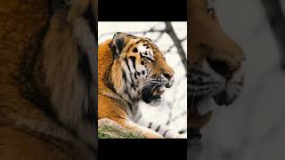 Tiger Largest of Wild Cats 1 [upl. by Eisseb]