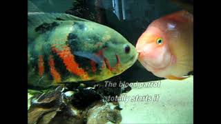 Oscar Vs Blood Parrot  freshwater fish [upl. by Lockwood]