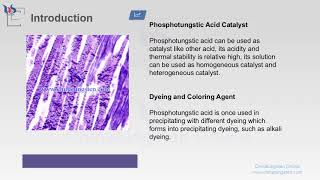 【know tungsten】phosphotungstic acid application [upl. by Humpage562]