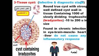 Parasitology ASU blood module Toxoplasma Dr Khaled Habib [upl. by Daiz]