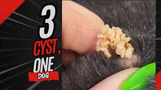 3 cyst one dog [upl. by Suillenroc]