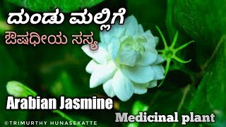 ದುಂಡುಮಲ್ಲಿಗೆ Arabian Jasmine Jasmine [upl. by Neidhardt]