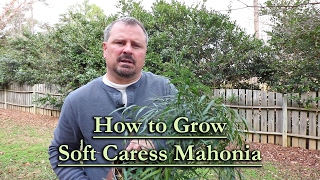 How to grow Soft Caress Mahonia Evergreen Shade Shrub with Yellow Flowers [upl. by Breskin228]