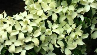 Cornus kousa China Girl Flowering Dogwood [upl. by Acinna871]