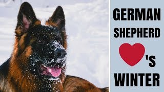 Our GERMAN SHEPHERD Loves Playing in the SNOW Our Dog TOGOs Winter Adventures [upl. by Enar]