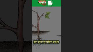 क्या होता है कायिक प्रवर्धन  Vegetative Propagation shorts viral [upl. by Aicelef]