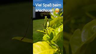 Gottesanbeterin selten garden gardening insects [upl. by Alliw]