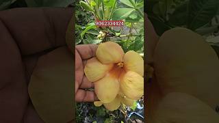 Allamanda Flower Colours  Allamanda Vine  Plants amp Flowers  gardening [upl. by Iny]