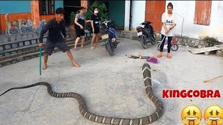 Terrible the worlds largest and most venomous snake  king cobra  peoples obsession [upl. by Nrojb]