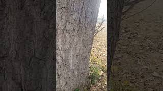 Grow trees fastest growing trees in Pakistan Italian poplar 03120151856 [upl. by Thurstan]