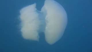 Snorkeling with a Giant Nomad Jellyfish [upl. by Meuse273]