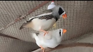 Finch Mating  Zebra Finch Breeding [upl. by Ann875]