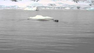 Weddell Seal swimming in Antarctica [upl. by Samara]