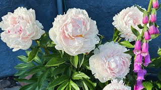 FRONT YARD GARDEN TOUR 🌺 June 2024🌸 peonies  fox gloves poppies petunias [upl. by Newmann]