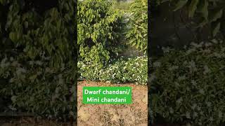 Dwarf Tabernaemontana divaricata छोटी चांदनी का पौधा 9131248428 [upl. by Henleigh]