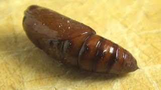 Cabbage Looper Pupa [upl. by Elockcin13]