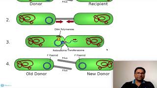 Prokaryotic Cell Plasmids [upl. by Aiuqat]