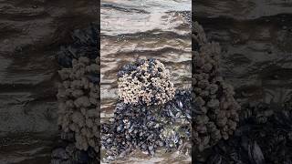 Harvesting Gooseneck Barnacles [upl. by Keefer]