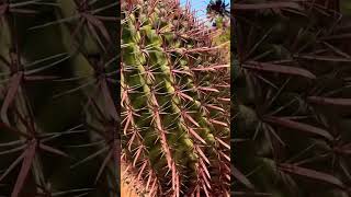 A Red thorned Cactus 🌵 [upl. by Nylassej]