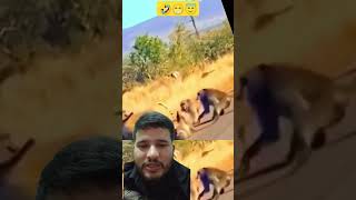 Chimpanzee vs cheetahanimals lion cat funny comedy [upl. by Annayi30]