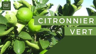 COMMENT CULTIVER LE CITRONNIER VERT [upl. by Rafaelof]