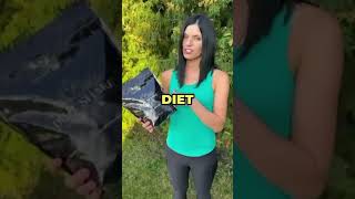 Diet shake pro 5kg za měsíc  1 balení zdarma [upl. by Ahsekyw]