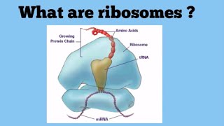 Ribosomes The Protein Factories [upl. by Modestia]