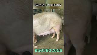 Pig farming pig farming pigs pigfarm youtubeshorts shorts trending trendingshorts shorts [upl. by Neyuq]