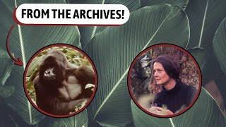 Dian Fossey Lecture  The Mountain Gorilla  1973 [upl. by Appleton959]