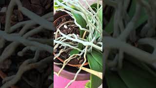 Basal Keikis on 3 Phalaenopsis Orchids phalaenopsis orchid plants [upl. by Kceb]