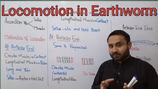 Ch 16 LEC 23 Locomotion in Earthworm Class 12 Biology [upl. by Einnaj]