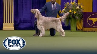 Cider the English Setter wins the WKC Sporting Group  Westminster Kennel Club [upl. by Ottavia927]