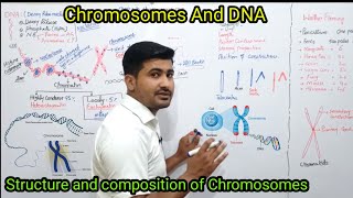 201 Chromosomes and DNA  composition of chromosomes chapter 20  fsc Biology Class12 [upl. by Harlamert]