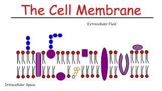 The Cell Membrane [upl. by Ev]