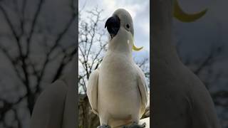 Friendly Sulphur Crested Cockatoo shares his breakfast 🍳 wow birds parrot Smart cockatoos [upl. by Atsillac]