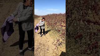 Interesting Harvest Method Chinese Red Dates  Dried Jujube Fruits Farm shorts satisfying [upl. by Eidok]