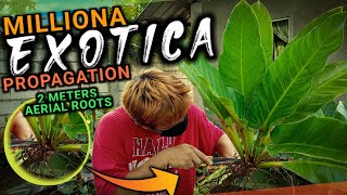 PROPAGATION PHILODENDRON MELINONII  MILLIONA EXOTICA BA TO SA INYO plantzilla bhl [upl. by Harmonia]