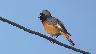 Common Redstart  Phoenicurus phoenicurus samamisicus Armenia [upl. by Luisa]